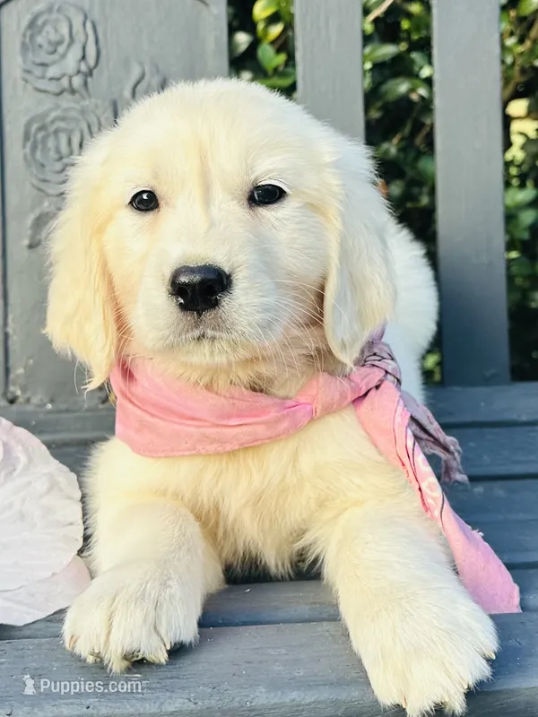 Miss Pink – Golden Retriever puppy for sale in Hodges, SC