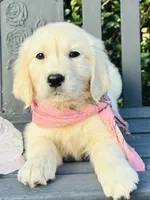 Miss Pink, a female Golden Retriever for sale in Hodges, SC – 1 of 10