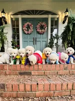 Mr. Blue, a male Golden Retriever for sale in Hodges, SC – 4 of 9