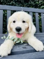 Mr Blue, a male Golden Retriever for sale in Hodges, SC – 4 of 9