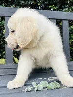 Mr Blue, a male Golden Retriever for sale in Hodges, SC – 3 of 9