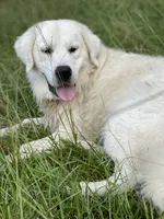 Miss Purple, a female Golden Retriever for sale in Hodges, SC – 4 of 8