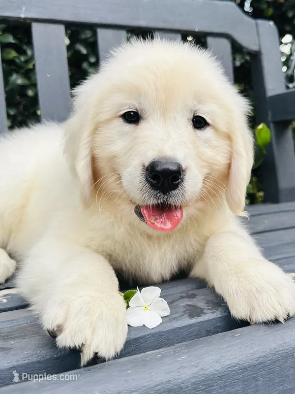 Mr. White – Golden Retriever puppy for sale in Hodges, SC