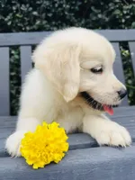Mr. Yellow, a male Golden Retriever for sale in Hodges, SC – 3 of 10
