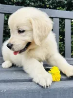 Mr. Yellow, a male Golden Retriever for sale in Hodges, SC – 4 of 10