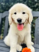 Mr. Orange, a male Golden Retriever for sale in Hodges, SC – 3 of 9