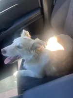 Aria , a female Australian Shepherd and Siberian Husky for sale in Fayetteville, NC – Photo 2 of 2