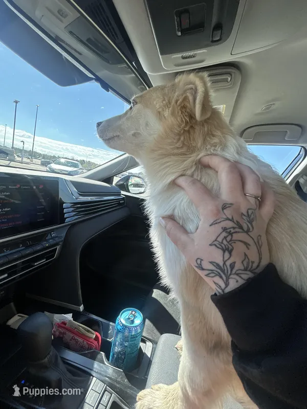 Aria  – Australian Shepherd, Siberian Husky puppy for sale in Fayetteville, NC