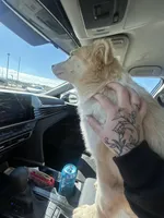 Aria , a female Australian Shepherd and Siberian Husky for sale in Fayetteville, NC – Photo 1 of 2