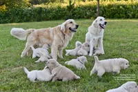 Melon, a female Golden Retriever and Golden Pyrenees for sale in Stanwood, WA – 4 of 5