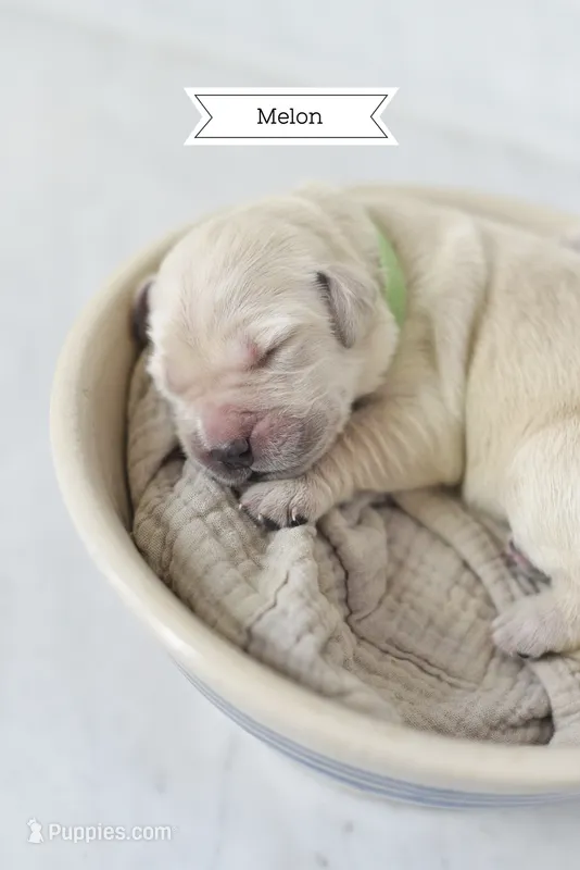 Melon – Golden Retriever, Golden Pyrenees puppy for sale in Stanwood, WA