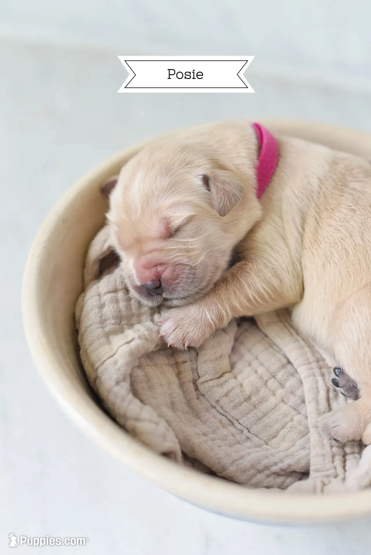Posie, a female Golden Retriever and Golden Pyrenees for sale in Stanwood, WA – 1 of 5