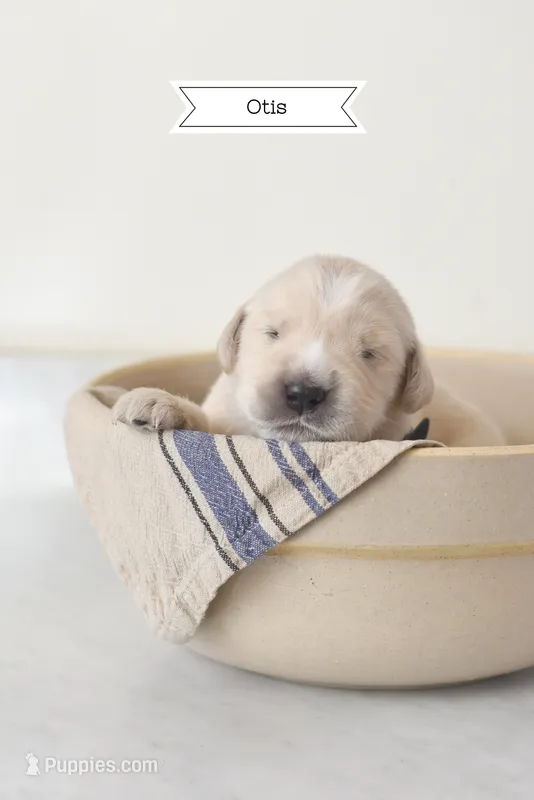 Otis – Golden Retriever, Golden Pyrenees puppy on hold in Stanwood, WA