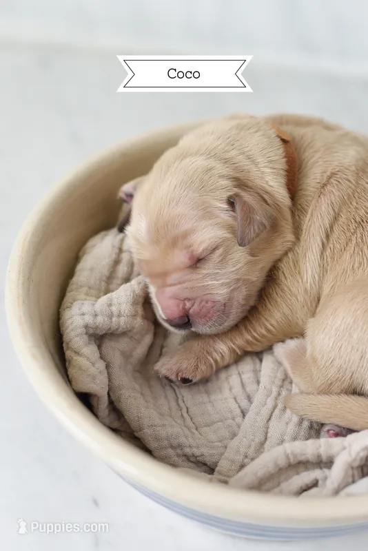 Coco – Golden Retriever, Golden Pyrenees puppy for sale in Stanwood, WA