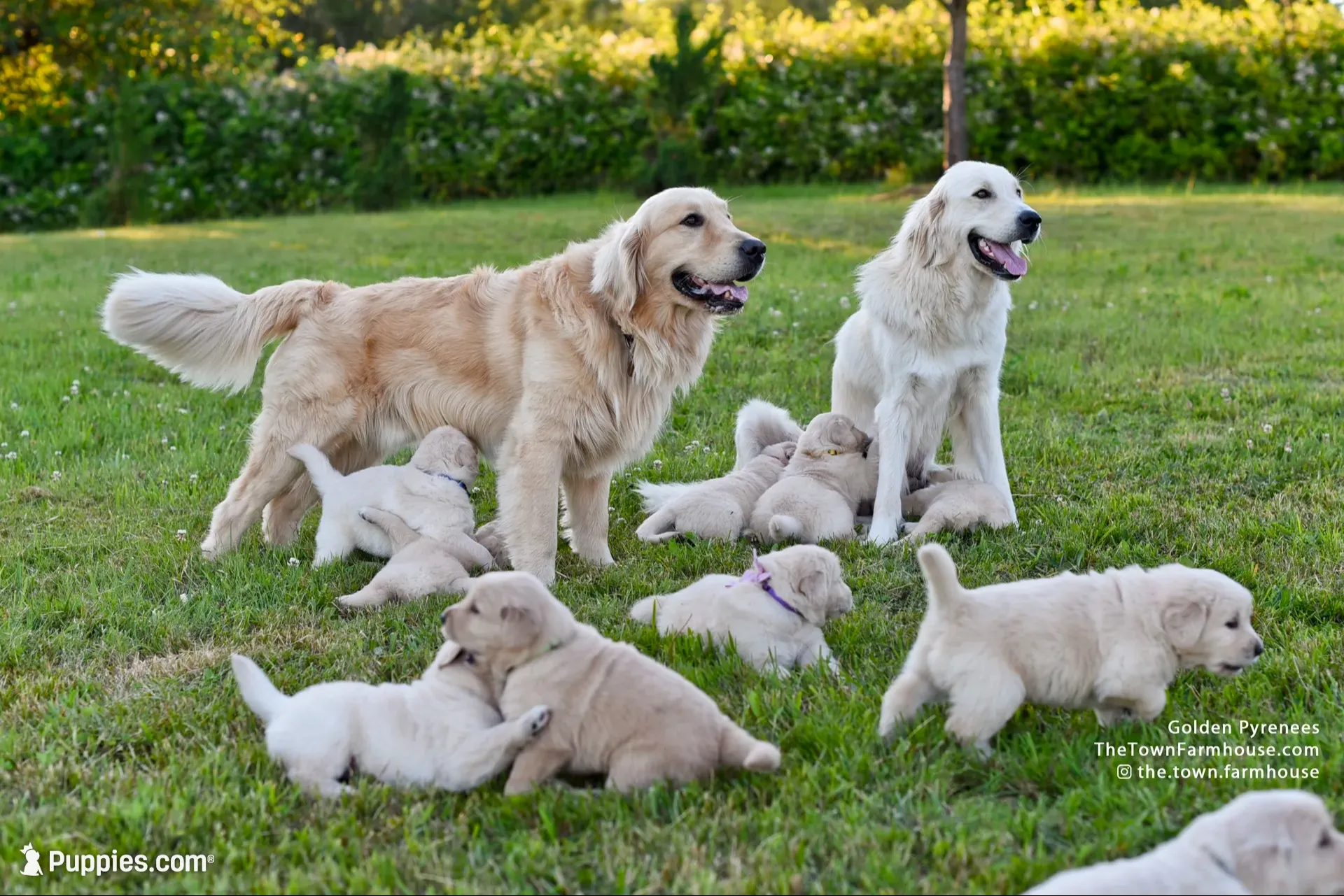 Otis, a male Golden Retriever and Golden Pyrenees for sale in Stanwood, WA – 3 of 5