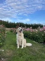 Melon, a female Golden Retriever and Golden Pyrenees for sale in Stanwood, WA – 3 of 5