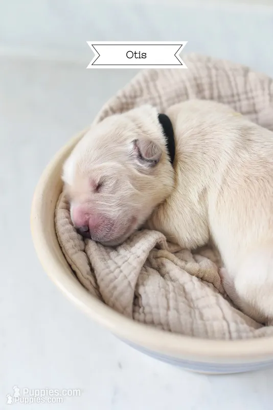 Otis – Golden Retriever, Golden Pyrenees puppy for sale in Stanwood, WA