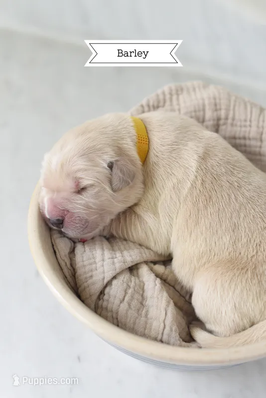 Barley – Golden Retriever, Golden Pyrenees puppy for sale in Stanwood, WA