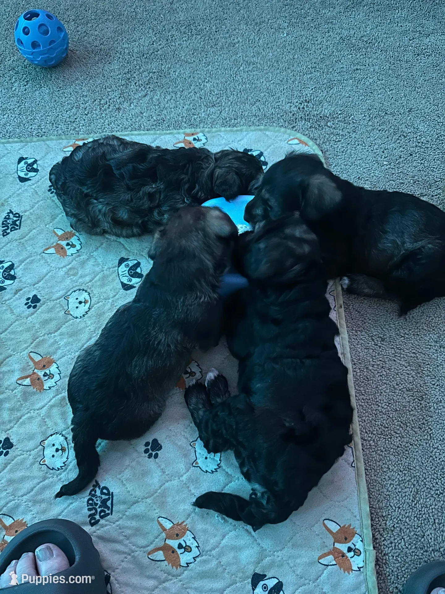 Niko Wayne, a male Miniature Schnauzer and Bernese Mountain Dog for sale in Hannibal, MO – Photo 7 of 10