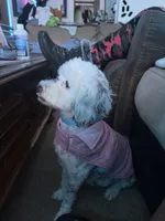 Ivy Jane, a female Miniature Bernedoodle for sale in Hannibal, MO – Photo 10 of 10