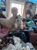 Ivy Jane, a female Miniature Bernedoodle for sale in Hannibal, MO – Photo 6 of 10