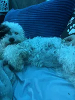 Ivy Jane, a female Miniature Bernedoodle for sale in Hannibal, MO – Photo 5 of 10