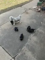 Ivy Jane, a female Miniature Bernedoodle for sale in Hannibal, MO – Photo 9 of 10