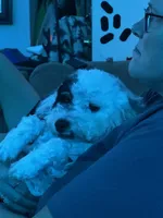 Ivy Jane, a female Miniature Bernedoodle for sale in Hannibal, MO – Photo 4 of 10