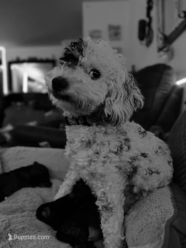 Ivy Jane – Miniature Bernedoodle puppy for sale in Hannibal, MO