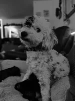 Ivy Jane, a female Miniature Bernedoodle for sale in Hannibal, MO – Photo 1 of 10