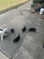 Ivy Jane, a female Miniature Bernedoodle for sale in Hannibal, MO – Photo 8 of 10