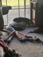 Ivy Jane, a female Miniature Bernedoodle for sale in Hannibal, MO – Photo 7 of 10