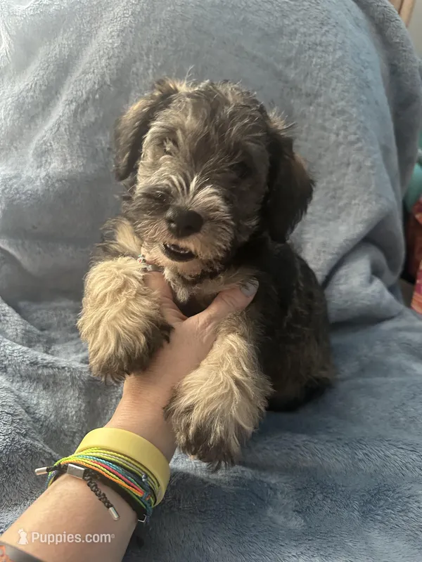 Riko Wayne – Miniature Schnauzer, Bernese Mountain Dog puppy for sale in Hannibal, MO