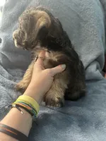 Riko Wayne, a male Miniature Schnauzer and Bernese Mountain Dog for sale in Hannibal, MO – Photo 3 of 8