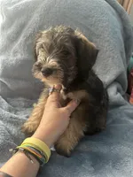 Riko Wayne, a male Miniature Schnauzer and Bernese Mountain Dog for sale in Hannibal, MO – Photo 4 of 8