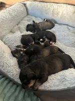 Riko Wayne, a male Miniature Schnauzer and Bernese Mountain Dog for sale in Hannibal, MO – Photo 7 of 8