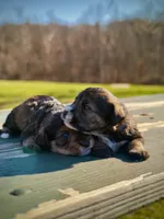 Riko Wayne, a male Miniature Schnauzer and Bernese Mountain Dog for sale in Hannibal, MO – Photo 8 of 8