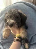 Riko Wayne, a male Miniature Schnauzer and Bernese Mountain Dog for sale in Hannibal, MO – Photo 2 of 8