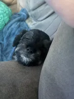 Riko Wayne, a male Miniature Schnauzer and Bernese Mountain Dog for sale in Hannibal, MO – Photo 6 of 8
