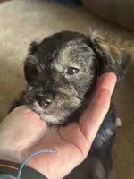 Mercedes Jane, a female Miniature Schnauzer and Bernese Mountain Dog for sale in Hannibal, MO – Photo 4 of 10