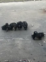 Mercedes Jane, a female Miniature Schnauzer and Bernese Mountain Dog for sale in Hannibal, MO – Photo 10 of 10