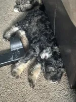 Mercedes Jane, a female Miniature Schnauzer and Bernese Mountain Dog for sale in Hannibal, MO – Photo 7 of 10