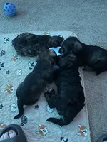 Mercedes Jane, a female Miniature Schnauzer and Bernese Mountain Dog for sale in Hannibal, MO – Photo 8 of 10