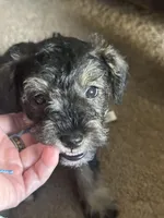 Mercedes Jane, a female Miniature Schnauzer and Bernese Mountain Dog for sale in Hannibal, MO – Photo 3 of 10