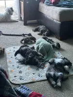 Mercedes Jane, a female Miniature Schnauzer and Bernese Mountain Dog for sale in Hannibal, MO – Photo 9 of 10