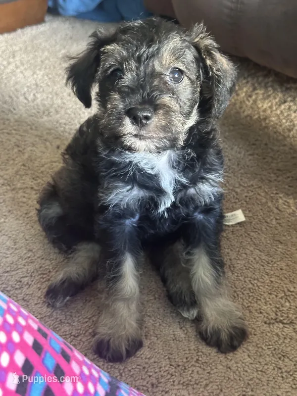 Mercedes Jane – Miniature Schnauzer, Bernese Mountain Dog puppy for sale in Hannibal, MO
