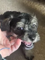 Mercedes Jane, a female Miniature Schnauzer and Bernese Mountain Dog for sale in Hannibal, MO – Photo 2 of 10