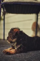 Mercedes Jane, a female Miniature Schnauzer and Miniature Bernedoodle for sale in Hannibal, MO – Photo 4 of 10