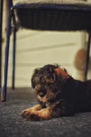 Mercedes Jane, a female Miniature Schnauzer and Miniature Bernedoodle for sale in Hannibal, MO – Photo 10 of 10