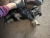 Mercedes Jane, a female Miniature Schnauzer and Miniature Bernedoodle for sale in Hannibal, MO – Photo 8 of 10